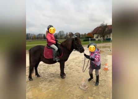 Altri pony/cavalli di piccola taglia, Castrone, 11 Anni, 125 cm, Baio scuro