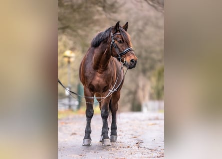 Altri pony/cavalli di piccola taglia Mix, Castrone, 11 Anni, 148 cm, Baio scuro