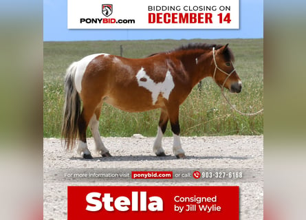 Altri pony/cavalli di piccola taglia, Castrone, 11 Anni, 97 cm, Pezzato