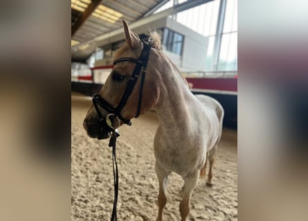 Altri pony/cavalli di piccola taglia, Castrone, 12 Anni, 147 cm