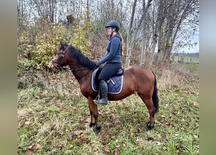 Altri pony/cavalli di piccola taglia, Castrone, 12 Anni, 149 cm, Baio