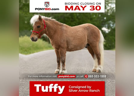 Altri pony/cavalli di piccola taglia, Castrone, 12 Anni, 81 cm, Palomino