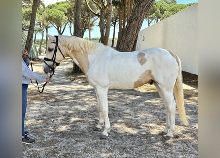 Altri pony/cavalli di piccola taglia Mix, Castrone, 13 Anni, 146 cm