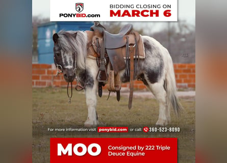 Altri pony/cavalli di piccola taglia, Castrone, 13 Anni, 91 cm