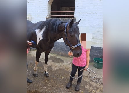 Altri pony/cavalli di piccola taglia, Castrone, 14 Anni, 156 cm, Pezzato