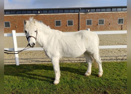 Altri pony/cavalli di piccola taglia, Castrone, 17 Anni, 124 cm, Grigio