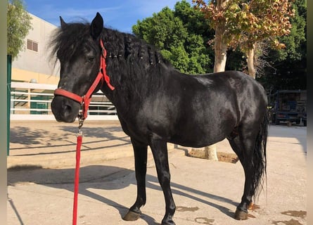 Altri pony/cavalli di piccola taglia Mix, Castrone, 17 Anni, 125 cm, Morello