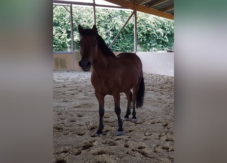 Altri pony/cavalli di piccola taglia, Castrone, 17 Anni, 135 cm, Baio
