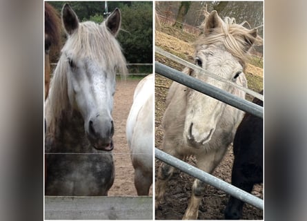 Altri pony/cavalli di piccola taglia, Castrone, 17 Anni