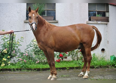 Altri pony/cavalli di piccola taglia, Castrone, 24 Anni, 146 cm, Sauro