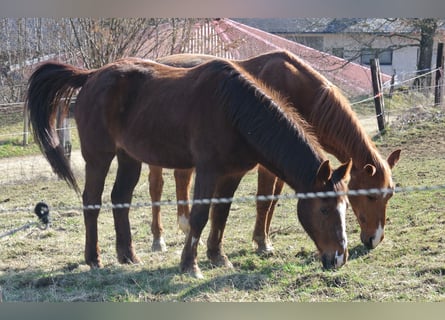 Altri pony/cavalli di piccola taglia, Castrone, 25 Anni, 146 cm, Sauro