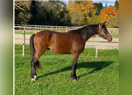 Altri pony/cavalli di piccola taglia, Castrone, 2 Anni, 143 cm, Baio