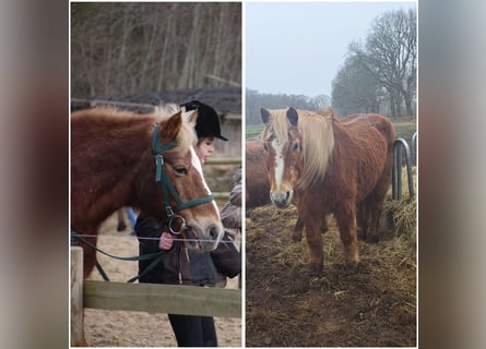 Altri pony/cavalli di piccola taglia, Castrone, 31 Anni, 148 cm