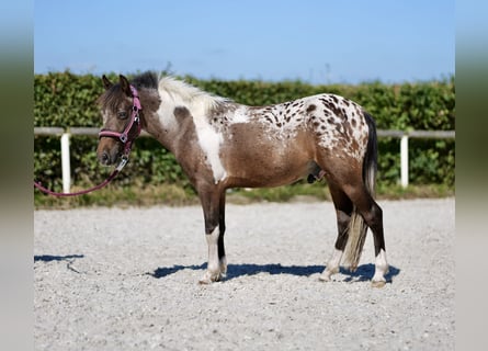 Altri pony/cavalli di piccola taglia, Castrone, 3 Anni, 118 cm, Roano rosso