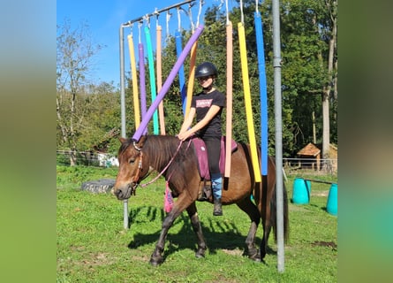 Altri pony/cavalli di piccola taglia, Castrone, 3 Anni, 135 cm, Baio