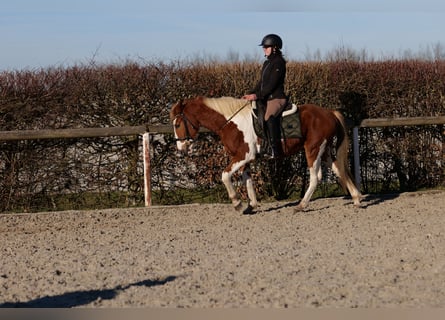 Altri pony/cavalli di piccola taglia, Castrone, 3 Anni, 144 cm, Pezzato