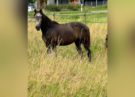 Altri pony/cavalli di piccola taglia, Castrone, 3 Anni, 147 cm, Pelle di daino