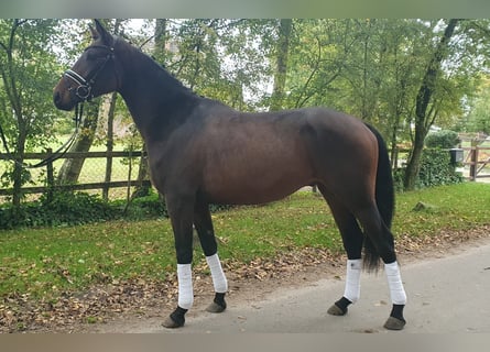 Altri pony/cavalli di piccola taglia, Castrone, 3 Anni, 153 cm, Baio