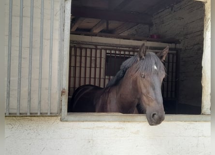 Altri pony/cavalli di piccola taglia, Castrone, 3 Anni, 156 cm, Baio scuro