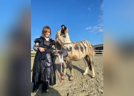 Altri pony/cavalli di piccola taglia, Castrone, 4 Anni, 116 cm, Può diventare grigio