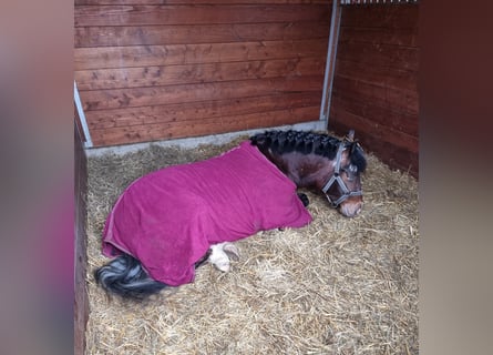 Altri pony/cavalli di piccola taglia, Castrone, 4 Anni, 136 cm, Baio