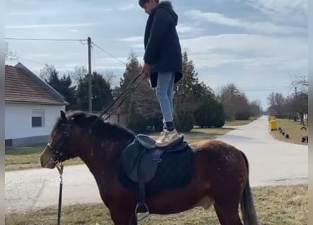 Altri pony/cavalli di piccola taglia, Castrone, 4 Anni, 136 cm, Baio