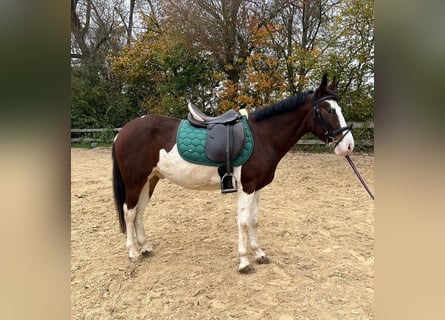 Altri pony/cavalli di piccola taglia, Castrone, 4 Anni, 140 cm, Pezzato