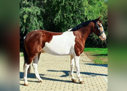 Altri pony/cavalli di piccola taglia, Castrone, 4 Anni, 140 cm, Pezzato