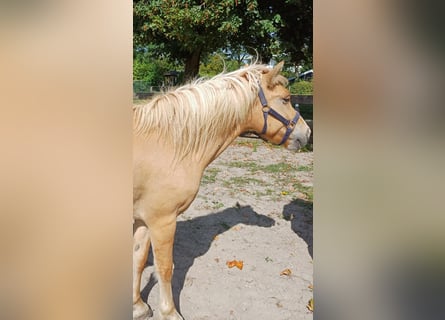 Altri pony/cavalli di piccola taglia Mix, Castrone, 4 Anni, 143 cm, Sauro