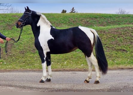 Altri pony/cavalli di piccola taglia, Castrone, 4 Anni, 145 cm, Pezzato