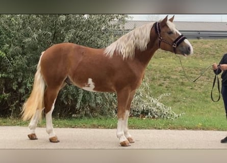 Altri pony/cavalli di piccola taglia, Castrone, 4 Anni, 147 cm, Sauro