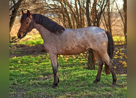 Altri pony/cavalli di piccola taglia, Castrone, 4 Anni, 148 cm