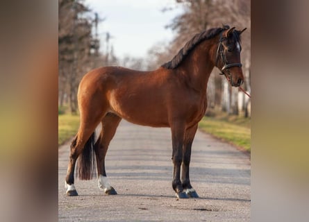 Altri pony/cavalli di piccola taglia, Castrone, 4 Anni, 152 cm, Baio