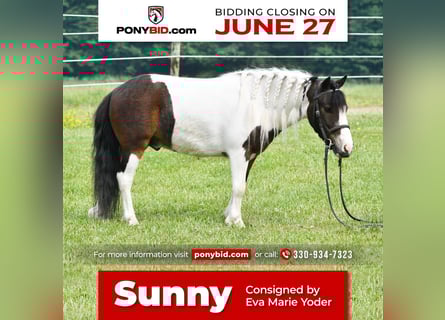 Altri pony/cavalli di piccola taglia, Castrone, 4 Anni, 91 cm