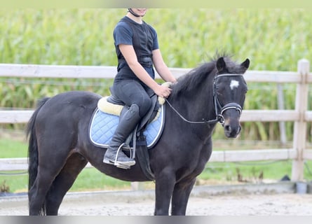 Altri pony/cavalli di piccola taglia, Castrone, 5 Anni, 125 cm, Morello