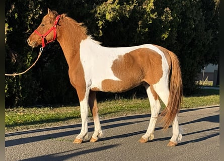 Altri pony/cavalli di piccola taglia, Castrone, 5 Anni, 137 cm, Pezzato