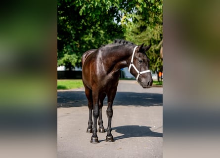 Altri pony/cavalli di piccola taglia, Castrone, 5 Anni, 145 cm, Baio