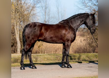 Altri pony/cavalli di piccola taglia, Castrone, 5 Anni, 146 cm