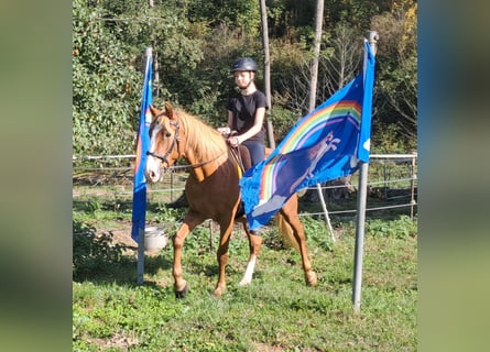 Altri pony/cavalli di piccola taglia, Castrone, 5 Anni, 152 cm, Sauro