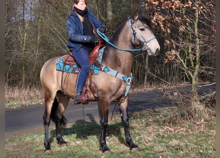 Altri pony/cavalli di piccola taglia, Castrone, 5 Anni, 153 cm, Falbo