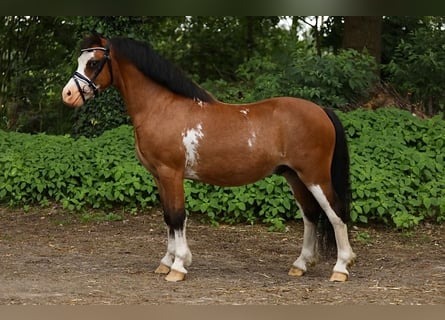 Altri pony/cavalli di piccola taglia, Castrone, 6 Anni, 114 cm, Baio