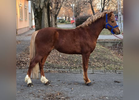 Altri pony/cavalli di piccola taglia, Castrone, 6 Anni, 129 cm