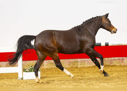 Altri pony/cavalli di piccola taglia, Castrone, 6 Anni, 136 cm, Baio