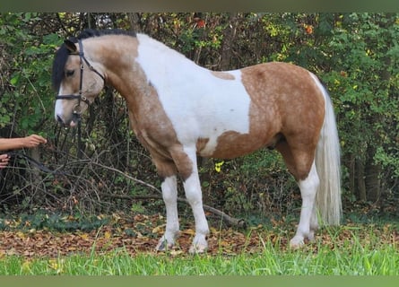 Altri pony/cavalli di piccola taglia, Castrone, 6 Anni, 138 cm, Pezzato