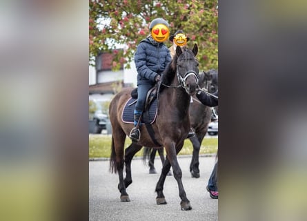 Altri pony/cavalli di piccola taglia, Castrone, 6 Anni, 140 cm, Morello