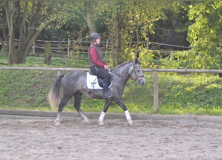 Altri pony/cavalli di piccola taglia, Castrone, 6 Anni, 143 cm, Grigio