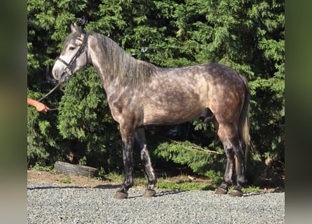 Altri pony/cavalli di piccola taglia, Castrone, 6 Anni, 144 cm, Grigio pezzato