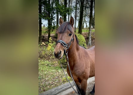 Altri pony/cavalli di piccola taglia, Castrone, 6 Anni, 145 cm, Baio