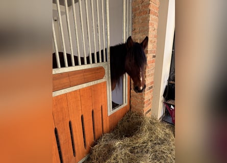 Altri pony/cavalli di piccola taglia Mix, Castrone, 6 Anni, 145 cm, Baio