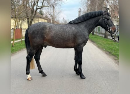 Altri pony/cavalli di piccola taglia, Castrone, 6 Anni, 148 cm, Baio